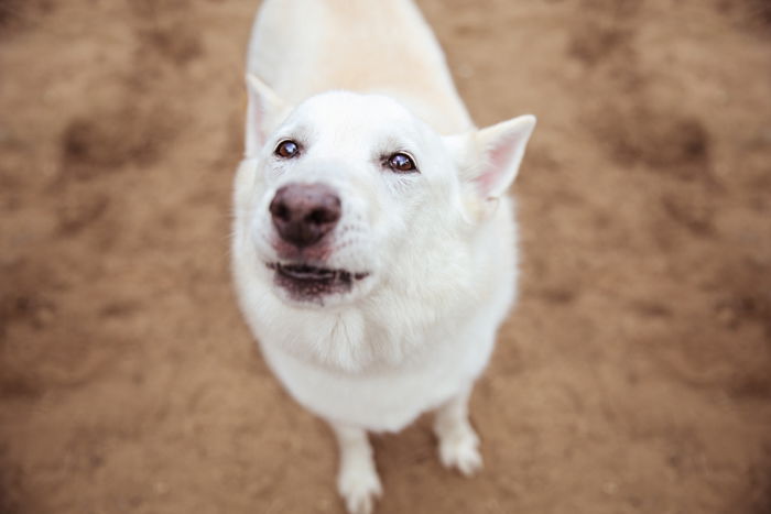 overhead portrait of a white dog looking up