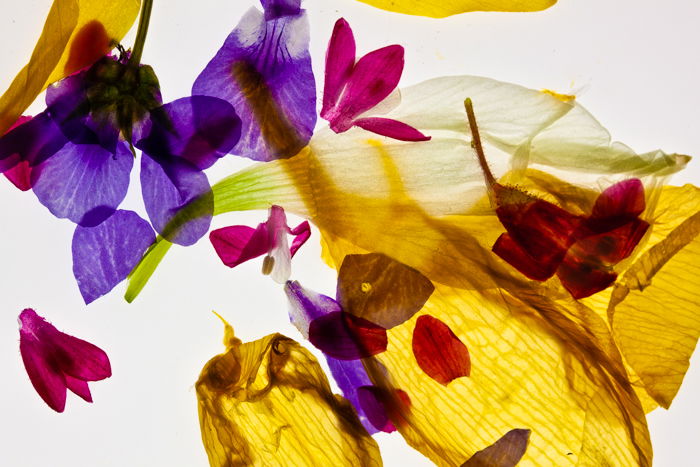 Abstract macro photography of flower petals