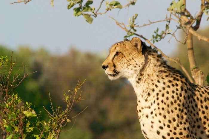 A cheetah as an example of wildlife photography