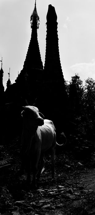 Deep shadows create a moody contrast between a white cow and pagodas in the background, 