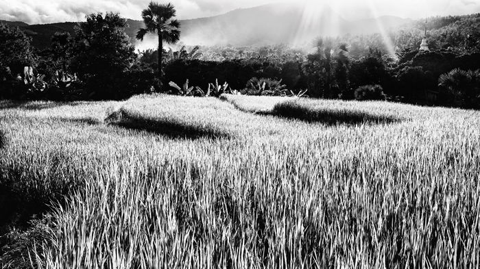 Dramatic texture of rice fields in the evening in northern Thailand, Black and white photography