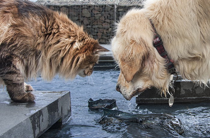 Street photo of a dog and cat looking into water. Creative street photography