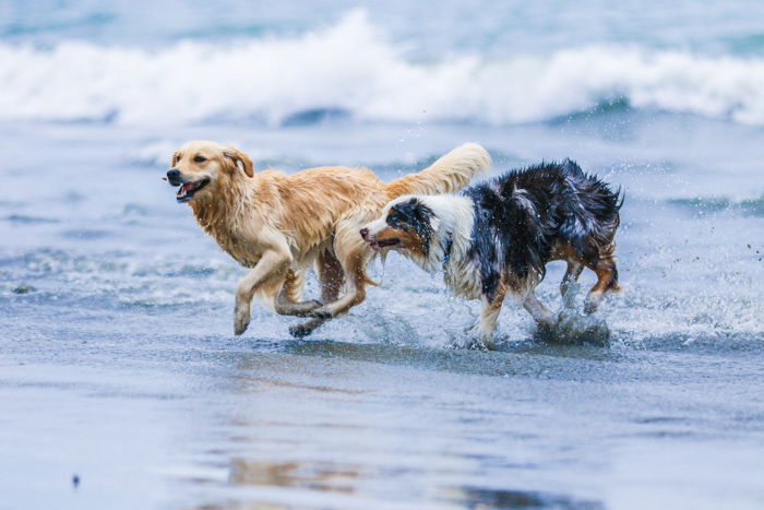 A pet photography portrait of two dogs running on a beach taken with a zoom lens