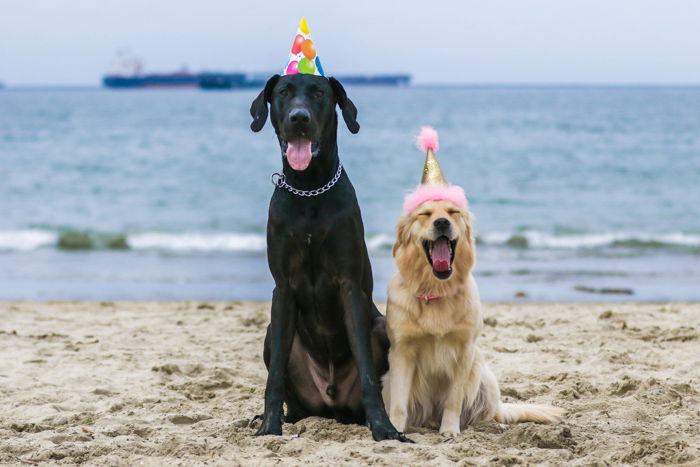 A pet photography portrait of two dogs on a beach wearing party hats taken with a zoom lens