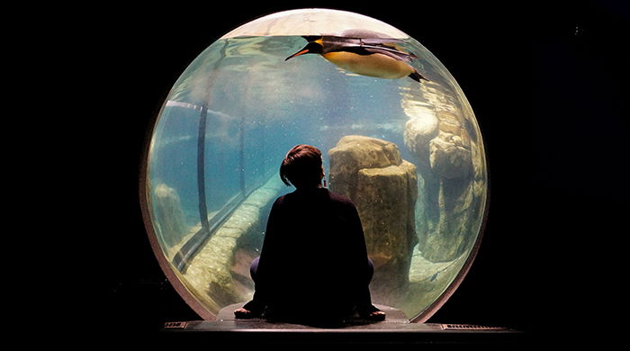 A girl in an aquarium with her back turned to the camera