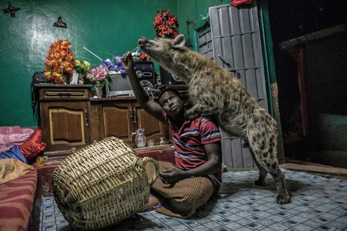  Photo of a man posing with a hyena in an interior setting by Brian Lehmann.