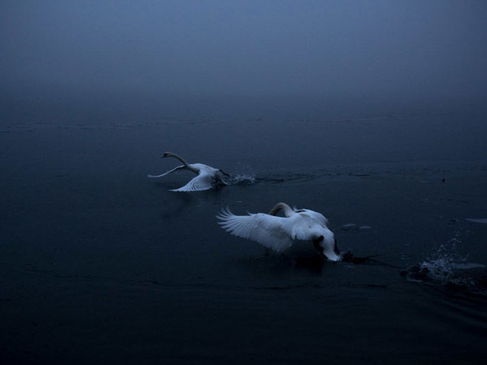 Atmospheric photo of 2 swans landing on water by Michaela Skovranova.