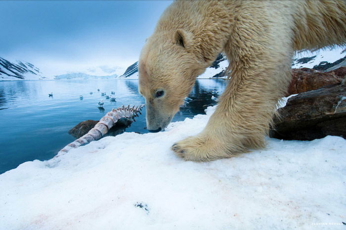 Florian Schulz wildlife photography of a polar bear on ice. 