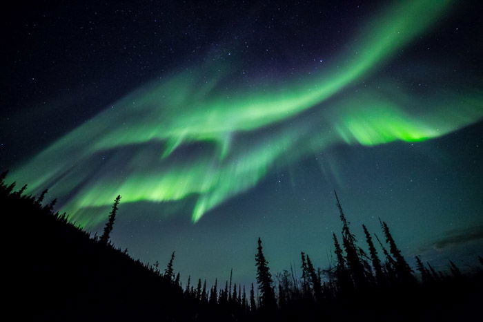 Breathtaking shot of northern lights and starry sky above silhouettes of trees. 