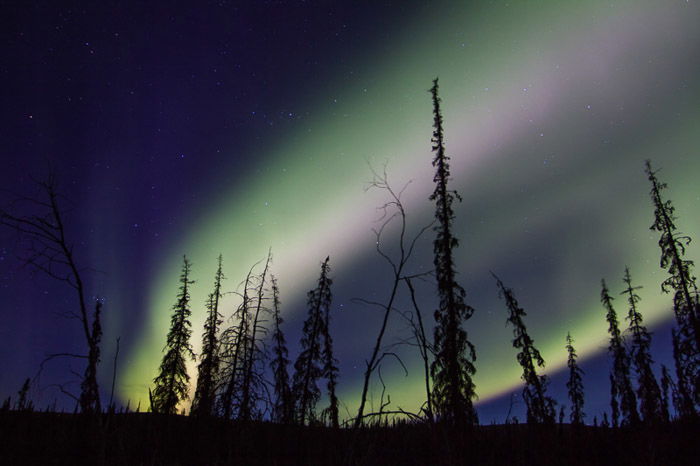 Image of the aurora borealis over silhouettes of foliage. 