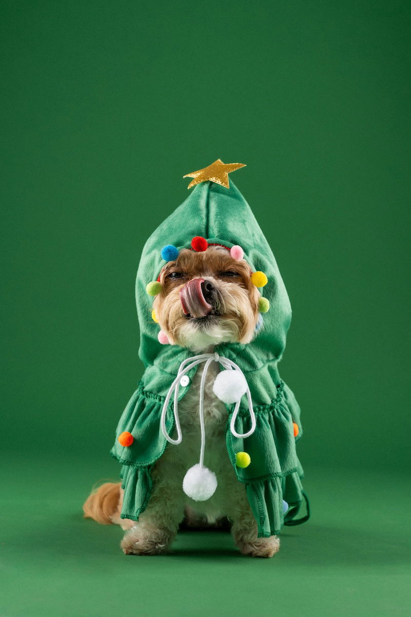 A dog in a Christmas tree costume as an example for pet portraits