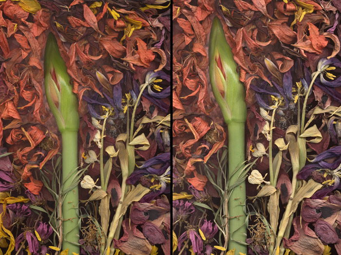 A diptych of the same scanography image of a flower surrounded by petals to show before and after tonal balancing. 