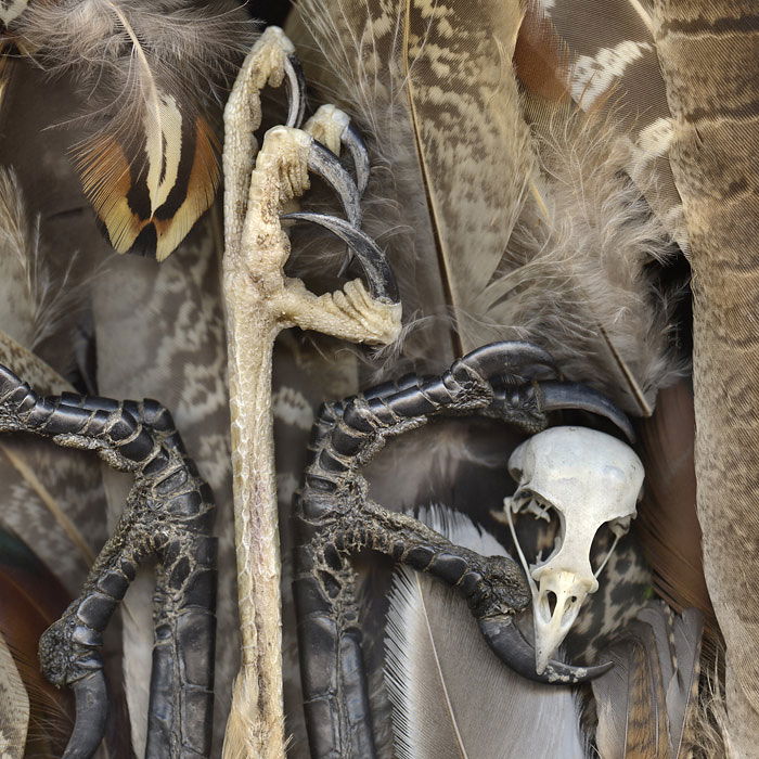 A close-up view of bird feathers with an intricate pattern, including bones and claws. 