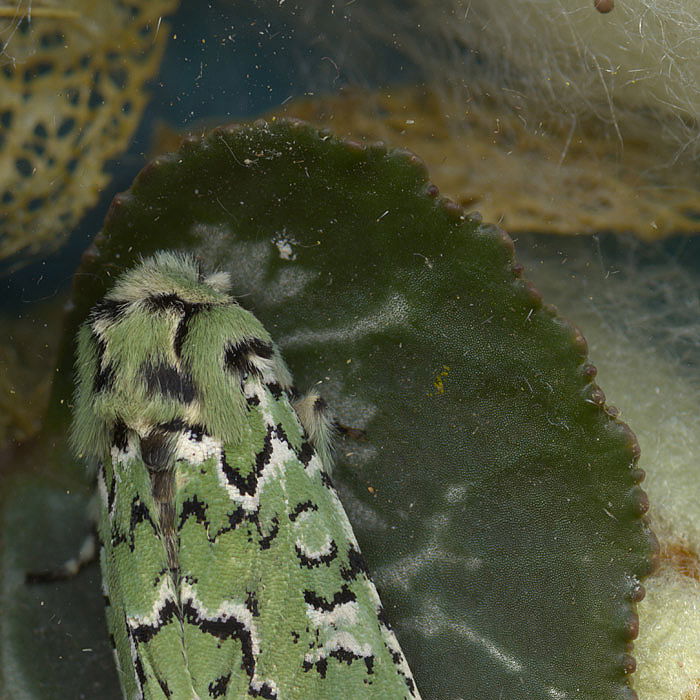 A dusty scanography shot of a green moth on a leaf