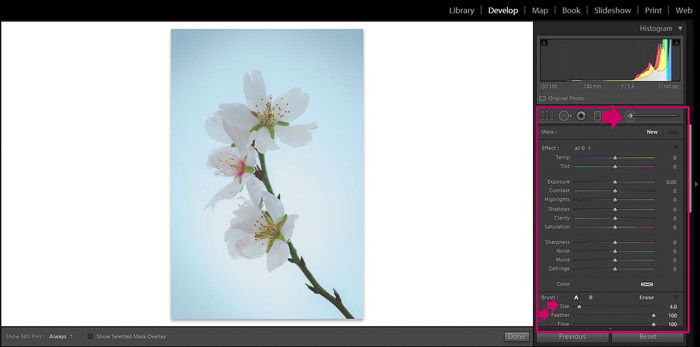 Screenshot of Adobe Lightroom editing flower photography - Lightroom editing view modes -clarity brush