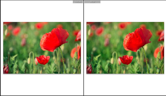 Screenshot of Adobe Lightroom editing flower photography - Lightroom editing view modes -before and after shot