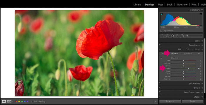 Screenshot of Adobe Lightroom editing flower photography - Lightroom editing tips -saturation