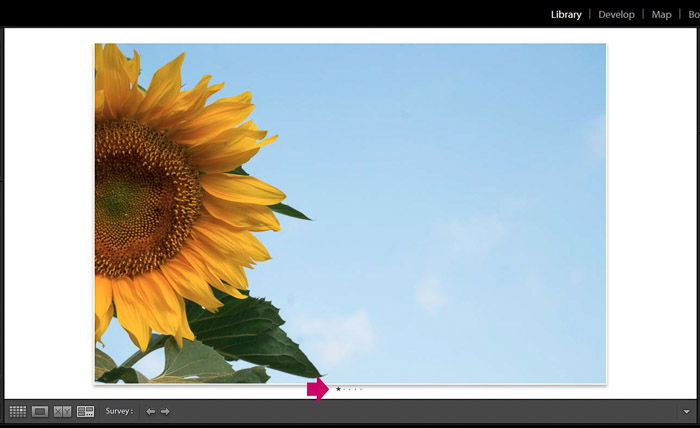 Screenshot of Adobe Lightroom editing flower photography - Lightroom editing view modes