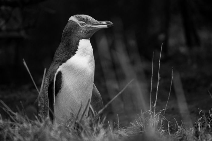 A clear shot of an endangered Yellow-Eyed Penguin with a Canon 450D and 55-250mm lens. 