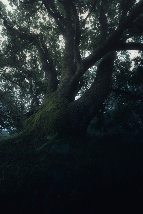 Dark and moody portrait of a tree taken from a very low angle