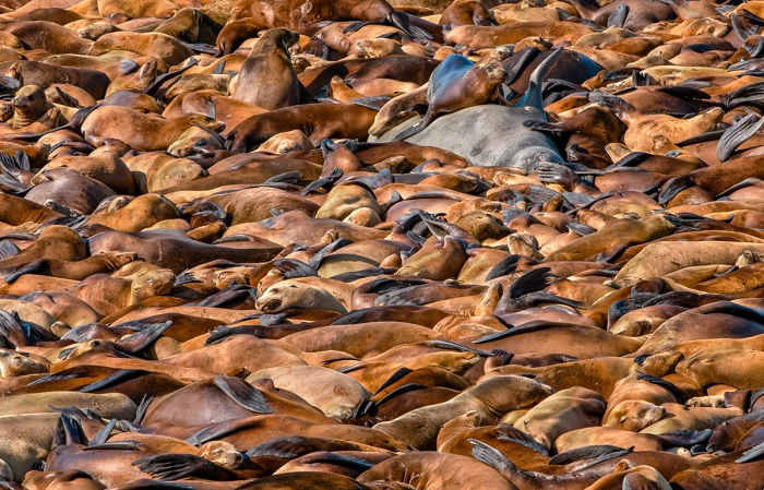 A seal-packed beach