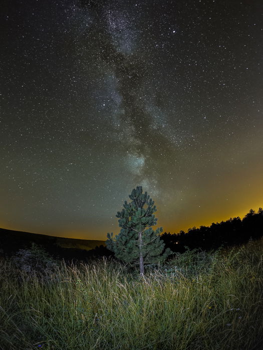 Other worldly night sky photography of a tree in the center of a grassy landscape, starry sky and star trails above