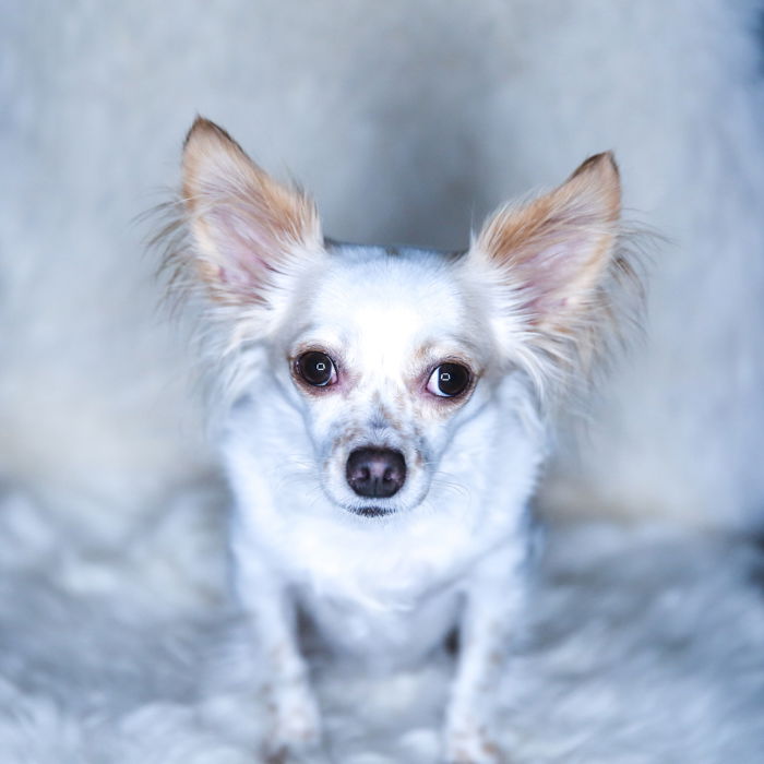 A little dog sitting on a fluffy chair looking up at the camera