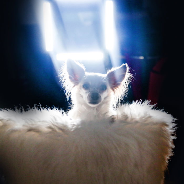 A little dog sitting on a fluffy chair, intense light from behind - pet portrait lighting.