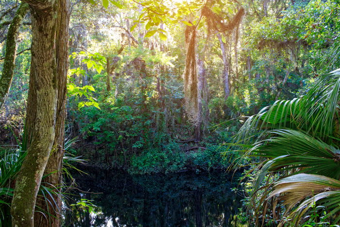 Lucious landscape photo of a river running a green forest