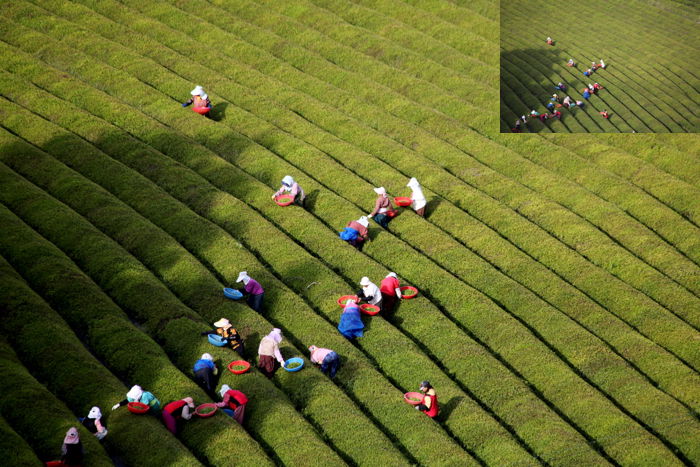 An overhead travel photo of people working in Paddy fields