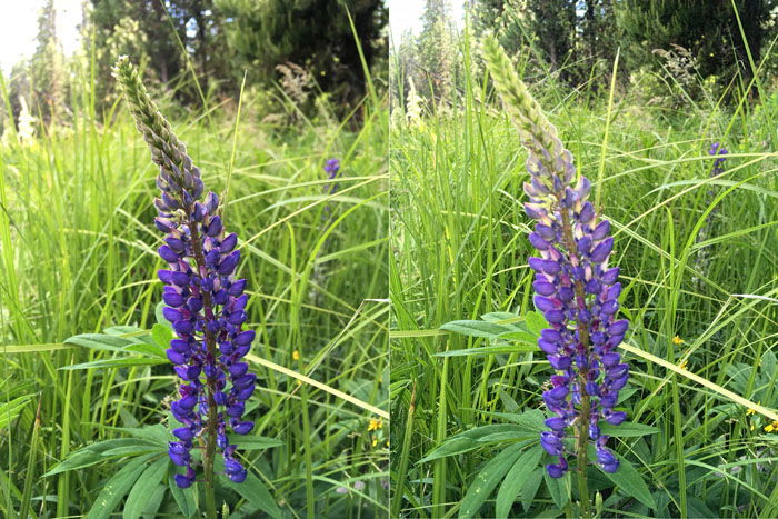 An iphone photography diptych of the same flower photo, in the right one the flash was used