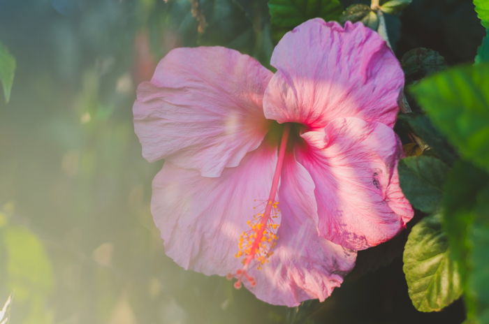 a close up of a pretty pink flower in foliage with dreamy prism photo effect