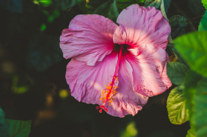 a close up of a pretty pink flower in foliage without prism photo effect