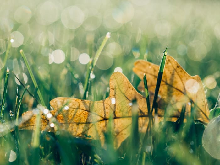 Macro photo of a leaf on grass with good bokeh background