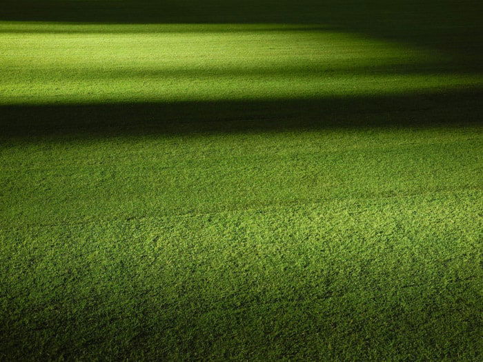 Photo of grass with shadowy bokeh effect background