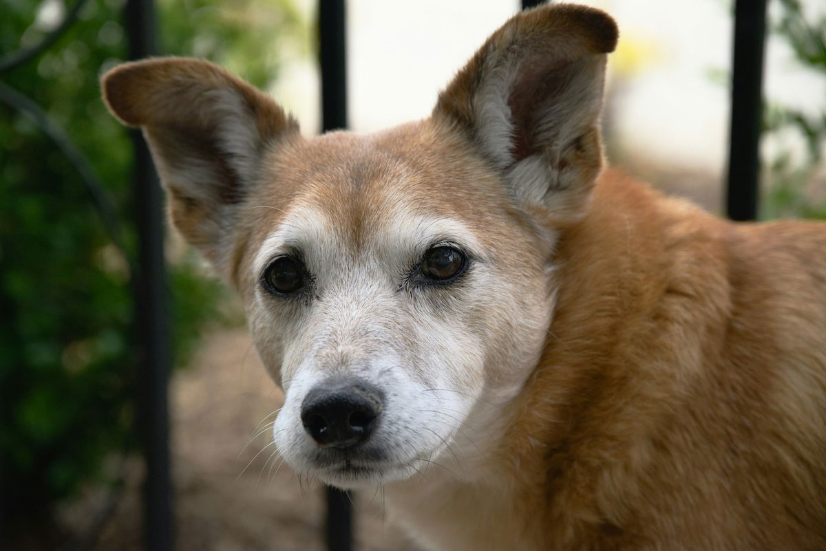 Close-up dog perspective