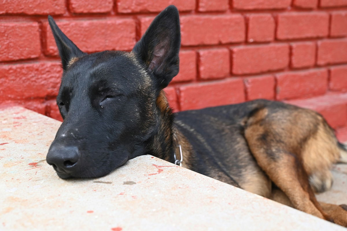 Dog perspective with one resting it's head on a ledge with its eyes closed