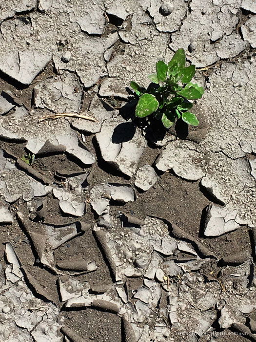 A small green plant growing from dry earth taken with iPhone camera