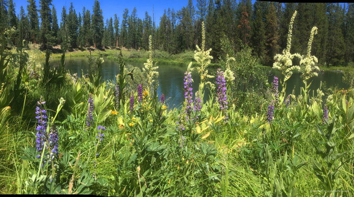 an iPhone photography panorama shot of purple flowers growing in long grass