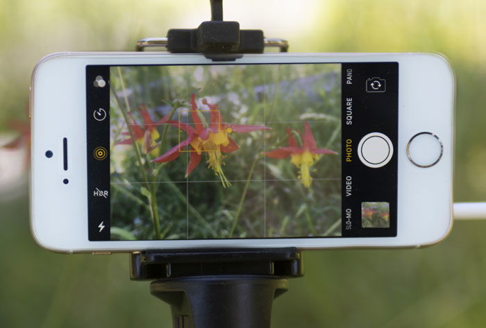 Taking iphone photo of two orange and red flowers in grass