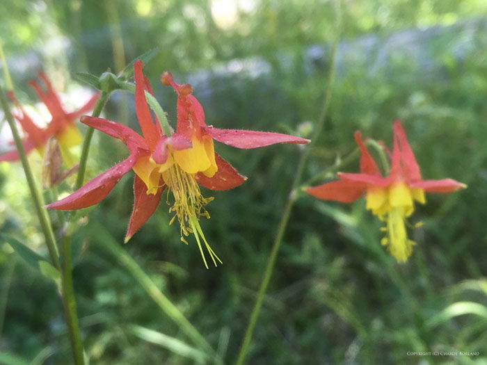 Two orange and red flowers in grass taken with an iphone camera