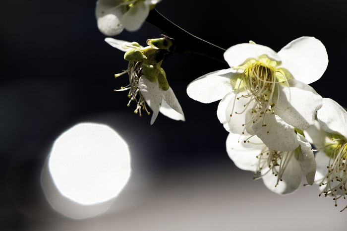 close up of white Burnet Rose blossoms against a dark background