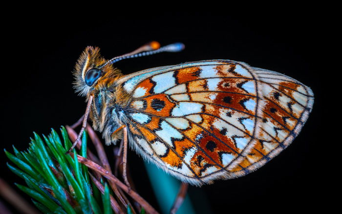 A close up shot of a brown moth perched on foliage 