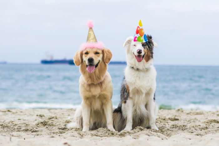 Two cute dogs in party hats posing at the beach