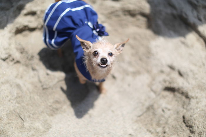 Cute pet portrait of a small dog wearing a blue dress looking up at the camera - event photography tips