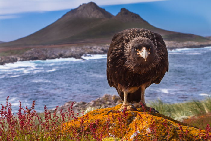 Caracara large bird facing the camera standing on an orange hill with a mountain and a blue sea behind him