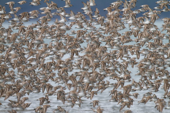 photo of a flock of brown birds in flight over water