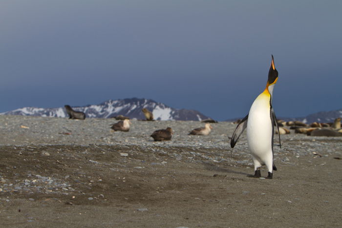 penguin with a bright orange beak and bright orange yellow throat and chest looking up 