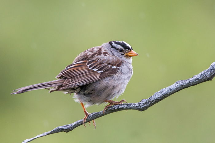 small round sparrow bird standing on a grey twig branch against a background of green field