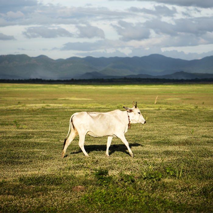 A white cow in the center of the frame walking across a serene landscape on a cloudy day